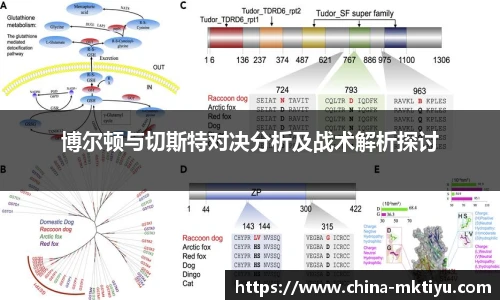 博尔顿与切斯特对决分析及战术解析探讨
